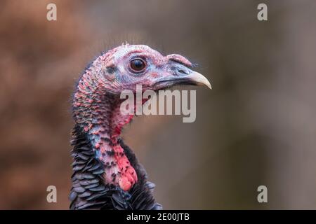 Wild turkey (Meleagris galopavo) Porträt Stockfoto