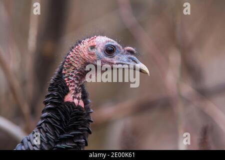 Wild turkey (Meleagris galopavo) Porträt Stockfoto