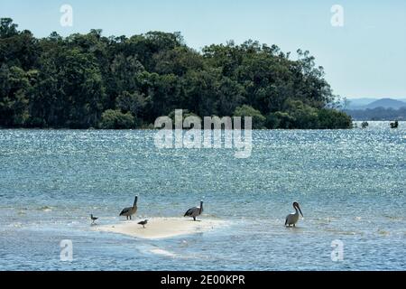 Australische Pelikane (Pelecanus auffallillatus) auf einer Sandbank, Rainbow Beach, Queensland, QLD, Australien Stockfoto