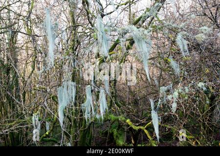 Usnea filipendula oder Dasopoga (dasypoga), die auf Ästen eines wachsen Baum in sumpfigen Waldgebiet im Winter Carmarthenshire Wales UK 2020 KATHY DEWITT Stockfoto