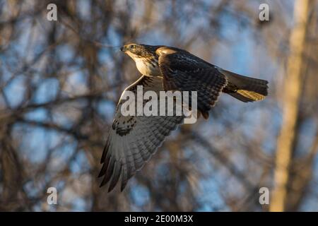 Rotschwanzfalke (Buteo jamaicensis) im Flug Stockfoto