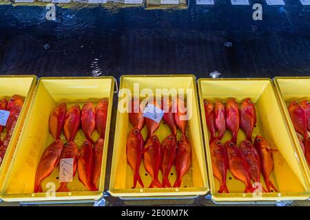 Kinmedai (Goldener Schnapper) bei der Fischauktion in Yaidu, Japan Stockfoto