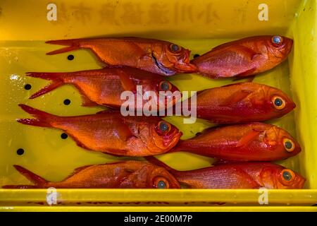 Kinmedai (Goldener Schnapper) bei der Fischauktion in Yaidu, Japan Stockfoto