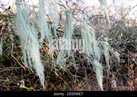 Usnea filipendula oder Dasopoga (dasypoga), die auf Ästen eines wachsen Baum in sumpfigen Waldgebiet im Winter Carmarthenshire Wales UK 2020 KATHY DEWITT Stockfoto