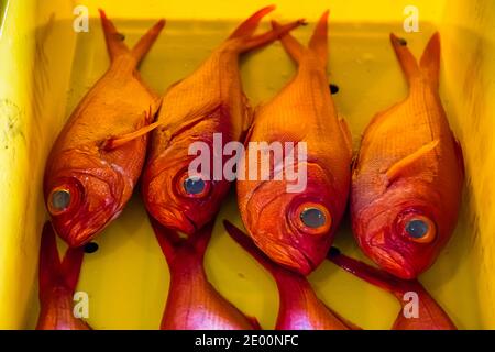 Kinmedai (Goldener Schnapper) bei der Fischauktion in Yaidu, Japan Stockfoto
