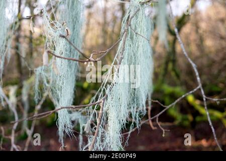 Usnea filipendula oder Dasopoga (Dasypoga) Bartflechte wächst auf Ästen eines Baumes in sumpfigen Waldgebiet im Winter Wales UK 2020 KATHY DEWITT Stockfoto