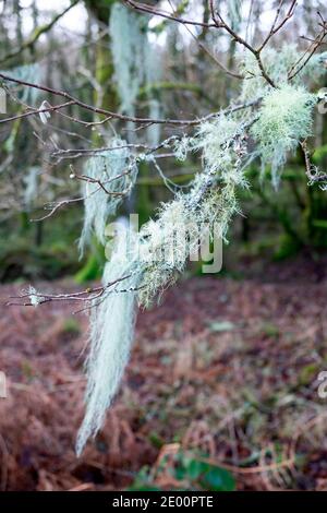 Usnea filipendula oder Dasopoga (Dasypoga) Flechten, die im Winter auf Ästen eines Baumes im Wald wachsen Carmarthenshire Wales UK 2020 KATHY DEWITT Stockfoto