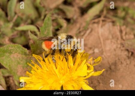 Hunt's Bumble Bee, Bombus huntii, Apidae. Nectaring auf Löwenzahn Blume. Stockfoto