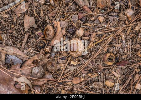 Gegessen und ganze Eicheln liegen auf dem Waldboden umgeben Mit anderen organischen Baumschutt auf einem Wintertag Hintergründe Texturen und Kopierbereich Stockfoto