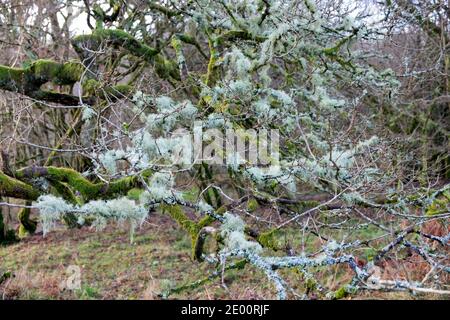 Ramalina farinacea fruticose Flechten und Moos wächst auf Zweigen Äste Von einer Eiche im Wald im Winter Carmarthenshire Wales UK 2020 KATHY DEWITT Stockfoto