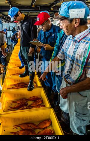 Kinmedai (Goldener Schnapper) bei der Fischauktion in Yaidu, Japan Stockfoto