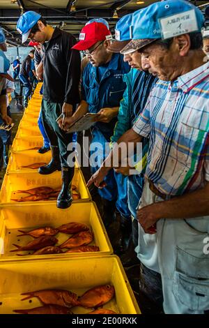 Kinmedai (Goldener Schnapper) bei der Fischauktion in Yaidu, Japan Stockfoto