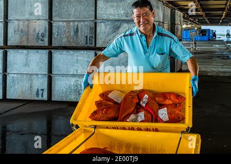 Kinmedai (Goldener Schnapper) bei der Fischauktion in Yaidu, Japan Stockfoto