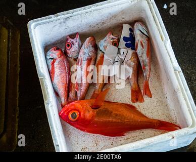 Kinmedai (Goldener Schnapper) bei der Fischauktion in Yaidu, Japan Stockfoto