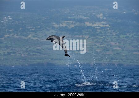 Pantropical gefleckten Delfin, Stenella attenuata, Springen, Kraterwunden sichtbar durch Biss von Keksschneider Hai, Süd Kona, Hawaii, USA, Pazifik Stockfoto