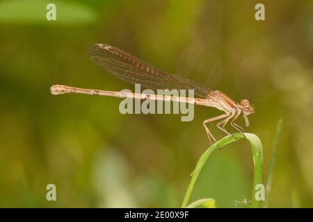 Blauberingte Tänzerin Damselfly weiblich, Argia sedula, Coenagrionidae. Stockfoto