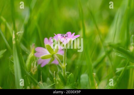 Pretty Taubenfuß Cranesbill, Geranium molle, wächst in einer Wildblumenwiese mit einem grünen Gras Bokeh Hintergrund Stockfoto