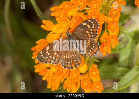 Schwarzer Checkerspot Schmetterling, Chlosyne cyneas, Nymphalidae. Nektarierung auf Schmetterlingsmilchkraut, Asclepias tuberosa. Stockfoto