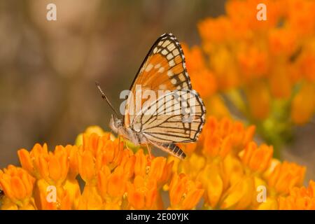 Schwarzer Checkerspot Schmetterling, Chlosyne cyneas, Nymphalidae. Nektarierung auf Schmetterlingsmilchkraut, Asclepias tuberosa. Stockfoto