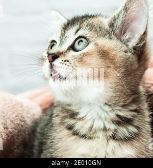 Kätzchen golden getickt britische Chinchilla gerade, Katze schaut auf Stockfoto