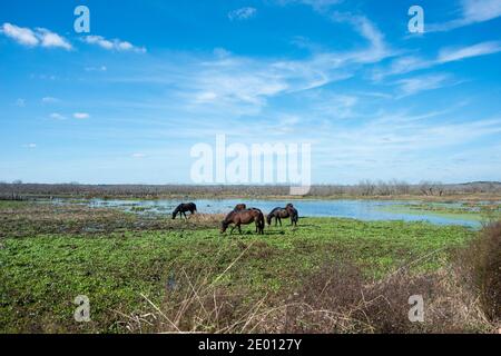 Wilde Pferde im Paynes Prairie State Park in Gainesville, Florida Stockfoto
