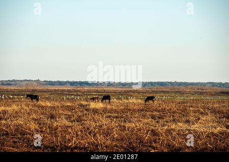 Wilde Pferde im Paynes Prairie State Park in Gainesville, Florida Stockfoto