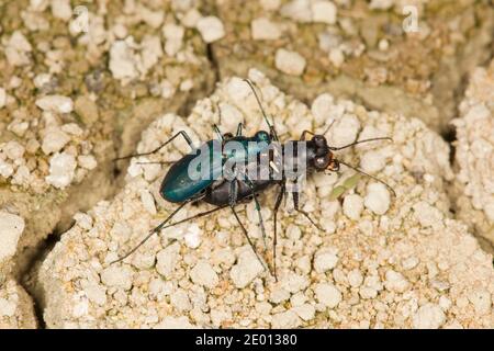 Black Sky Tiger Beetle männliche und weibliche Paarung, Cicindelidia nigrocoerulea nigrocoerulea, Cicindelinae, Carabidae. Stockfoto