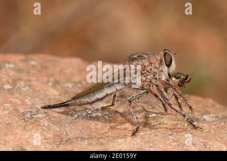 Nicht identifizierter Räuber Fliegen Weibchen, Asilidae. Fliegende Fütterung. Stockfoto