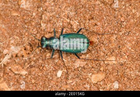 Black Sky Tiger Beetle, Cicindelidia nigrocoerulea nigrocoerulea, Cicindelinae, Carabidae. Länge 11 mm. Stockfoto