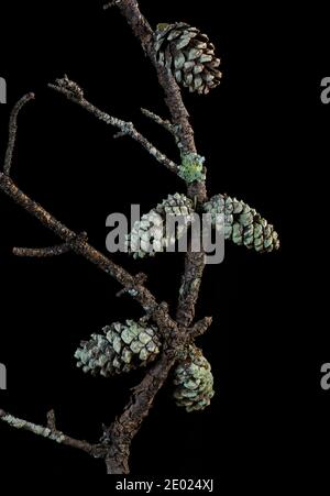 Flechten-bedeckte Zapfen auf abgestorbenem Ast der Kurzblattkiefer (Pinus echinata). Stockfoto