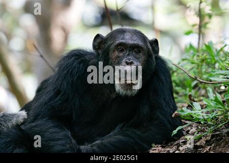 Östliche Schimpansen (Pan troglodytes schweinfurthii), männliche Nahaufnahme, Gombe Stream National Park, Tansania Stockfoto