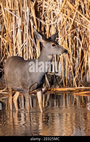 Maultier Hirsch genießen einen schönen späten Herbstmorgen in Eleven Mile Canyon Colorado Stockfoto