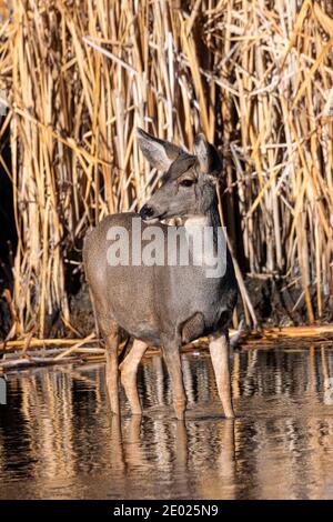 Maultier Hirsch genießen einen schönen späten Herbstmorgen in Eleven Mile Canyon Colorado Stockfoto