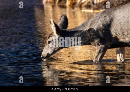 Maultier Hirsch genießen einen schönen späten Herbstmorgen in Eleven Mile Canyon Colorado Stockfoto