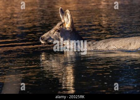 Maultier Hirsch genießen einen schönen späten Herbstmorgen in Eleven Mile Canyon Colorado Stockfoto