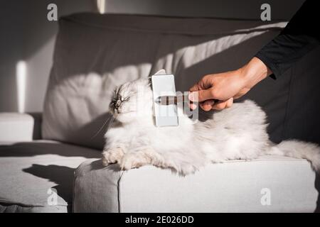 Schöne langhaarige Katze genießen, während gebürstet. Mann, der sein schönes Haustier kämmte. Kamm Bürste für Haustiere Stockfoto