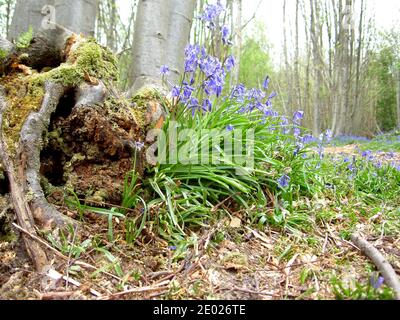 Bluebells in einem englischen Wald. Ein niedriges Bild, das Bluebells (Hyacinthoides non-scripta) zeigt, die aus dem Detritus eines alten Baumstumpels wachsen. Stockfoto