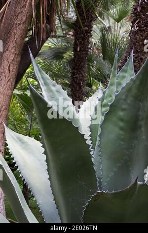 Eine riesige Aloe Vera Pflanze mit ihren dicken fleischigen grau-grünen Blättern, die im Freien unter Palmen in einem spanischen Park wachsen. Stockfoto