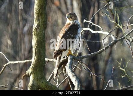 Nahaufnahme eines Cooper's Hawk, der auf dem Baum steht Verzweigungen Stockfoto