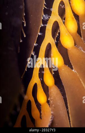 Nahaufnahme von Kelp. In Kelp Forest, Kanalinseln, Kalifornien Stockfoto
