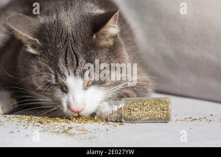 Lustige Hauskatze essen und genießen getrocknete Katzenminze Stockfoto