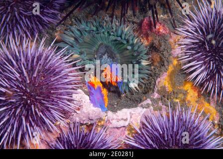 Spanish Schal nudibranch von Seeigel umgeben Stockfoto