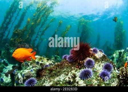 Garibaldi damegoistisch (Hypsypops rubicundus) Schwimmen im Seetang Wald in der Channel Islands National Marine Parken Stockfoto