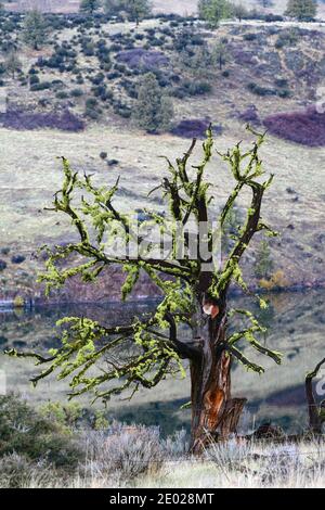 Moos wächst auf einem verbrannten Baum Stockfoto