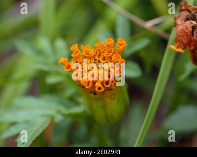 Schöne kleine, röhrenartige Blütenblätter, die in einer Knospe zusammengepfercht sind. Orange Ringelblume Knospe öffnet sich im Garten. Stockfoto