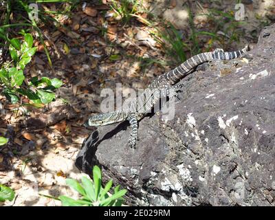 Eidechse, Aust Reptile im Sommer, gemusterter australischer Baum Goanna oder Lace Monitor, der einige Felsen herunterläuft Stockfoto