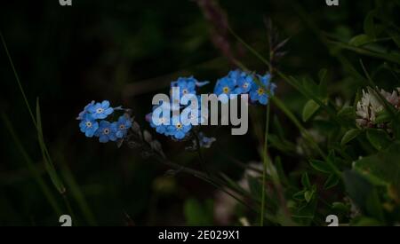 Nahaufnahme der alpinen Vergiss-mich-nicht Myosotis alpestris Blume in Alpstein alpen Berge Appenzell in der Schweiz Stockfoto