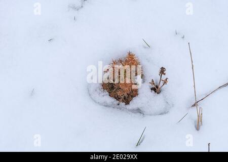 Young Tree kämpft im Deer Grove Forest Preserve gegen den Winter In Illinois Stockfoto