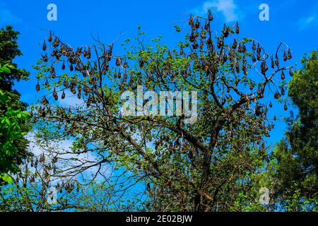 Fliegende Füchse oder Fledermäuse, die in Frome an einem Baum hängen Parken Sie im Stadtgebiet von Adelaide, Australien Stockfoto