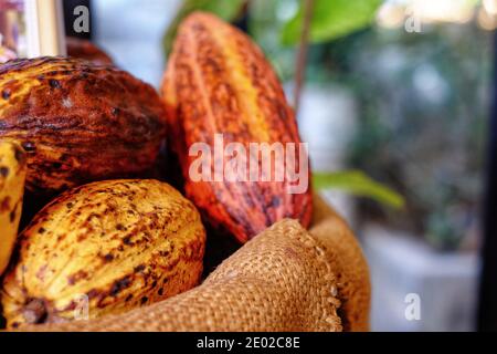 Ein Stapel reifer Kakaoschoten auf einem braunen Beutel mit schöner gelber und oranger Farbe mit rauer Textur. Stockfoto